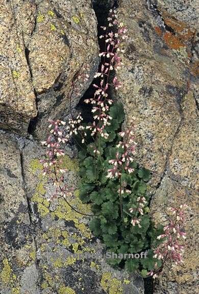 heuchera rubescens 1 graphic